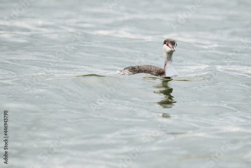 Straight on view of a Horned Grebe swimming near Camano Island photo