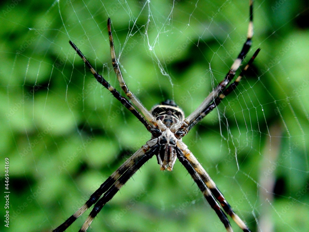 aranha - aranha de prata - argiope argentata aranha - aranha de prata - argiope argentata