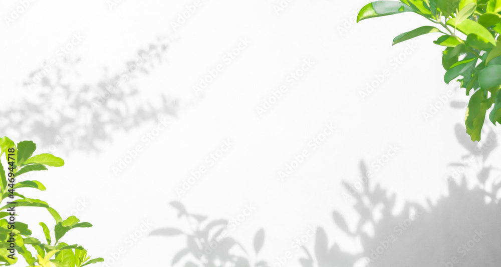 Leaf shadow and light on wall nature background. Tropical leaves tree branch plant shade sunlight on white wall Leaf shadow and light on wall nature background. Tropical leaves tree branch plant shade sunlight on white wall