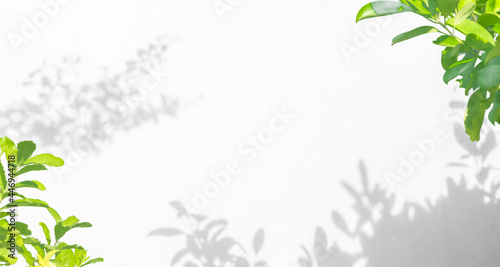 Leaf shadow and light on wall nature background. Tropical leaves tree branch plant shade sunlight on white wall
