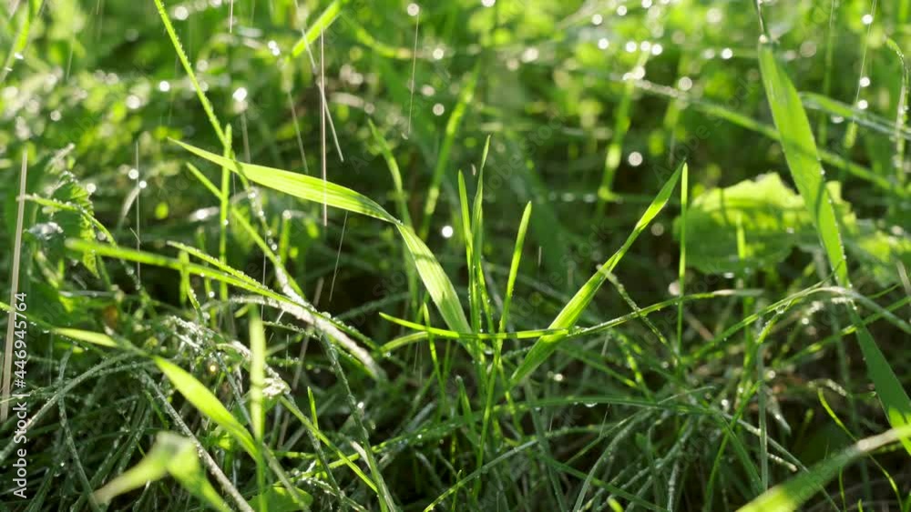 Splashing water. Watering the lawn. Fresh water drops on bright green grass illuminated by the sun, close up Splashing water. Watering the lawn. Fresh water drops on bright green grass illuminated by the sun, close up