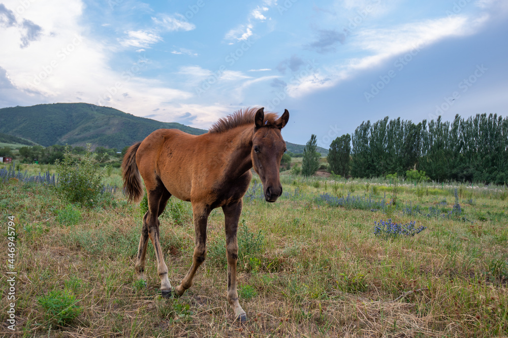 horse in the field