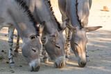 Somali wild ass (Equus asinus somalicus)