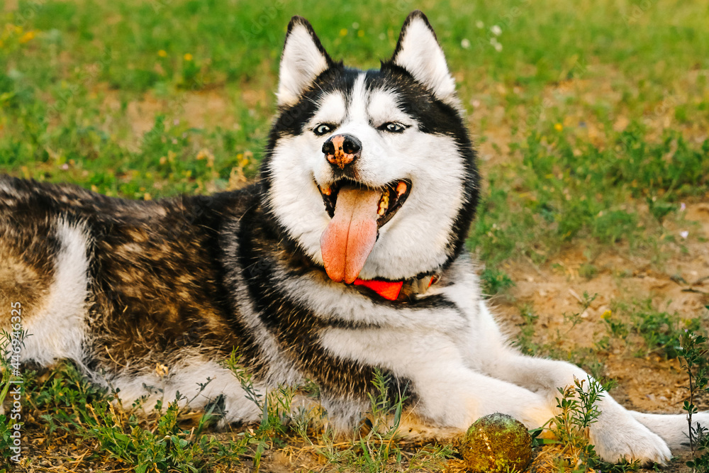 a husky husky dog is lying on the grass with yellow flowers, the dog has stuck out his red tongue. There is a dirty tennis ball next to it. A happy, joyful bitch is basking in the sun, squinting. a husky husky dog is lying on the grass with yellow flowers, the dog has stuck out his red tongue. There is a dirty tennis ball next to it. A happy, joyful bitch is basking in the sun, squinting.