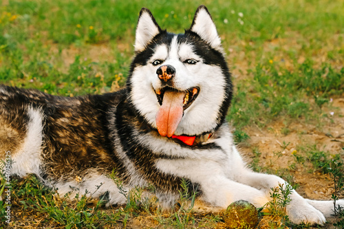 a husky husky dog is lying on the grass with yellow flowers, the dog has stuck out his red tongue. There is a dirty tennis ball next to it. A happy, joyful bitch is basking in the sun, squinting. photo
