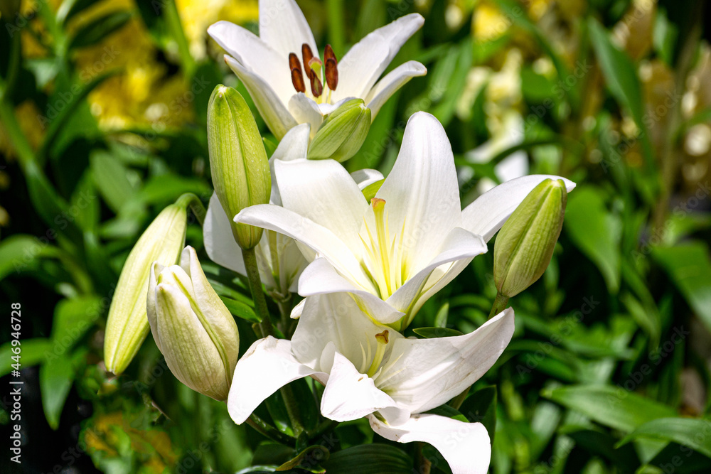 Fototapeta premium A bouquet of white lilies on a branch with buds.