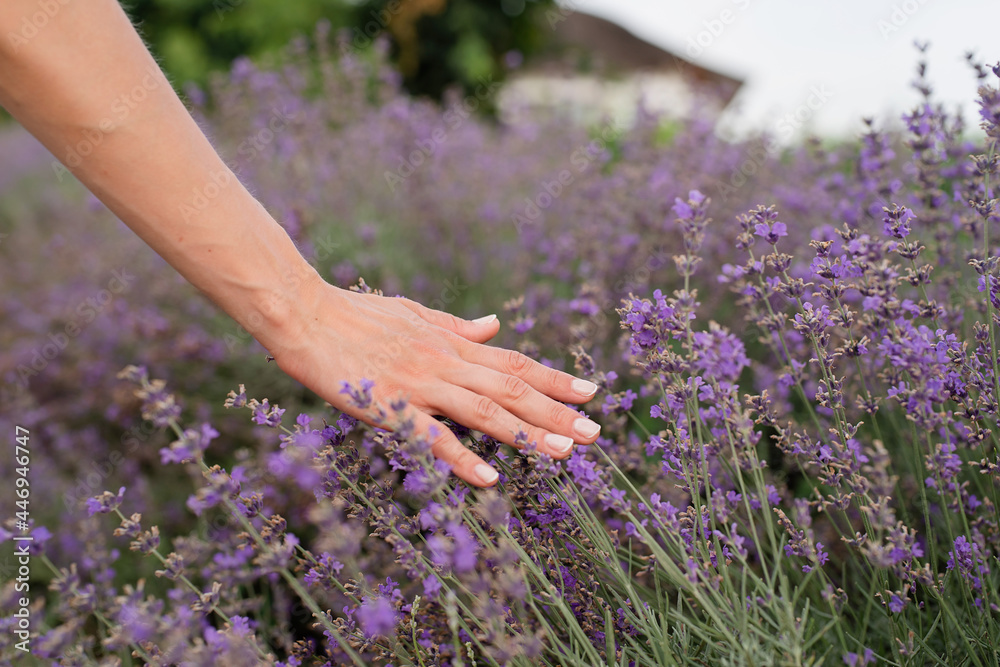 Woman hand touching lavender flowers on lavender field Woman hand touching lavender flowers on lavender field