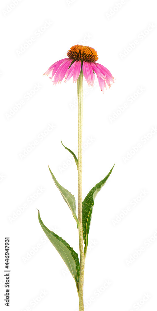Echinacea purpurea flowers isolated on white background. Medicinal