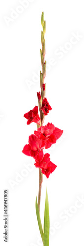 Red gladiolus flowers isolated on white background. Beautiful summer flowers.