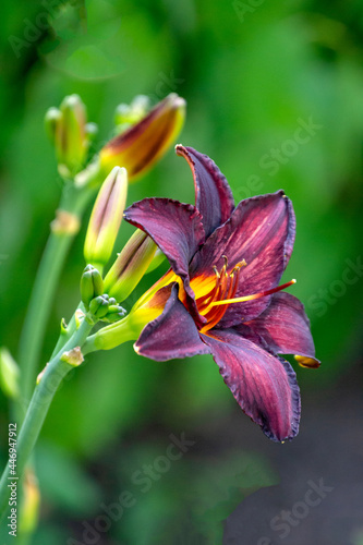 Burgundy flowers and unopened daylily buds in the garden on a flower bed.