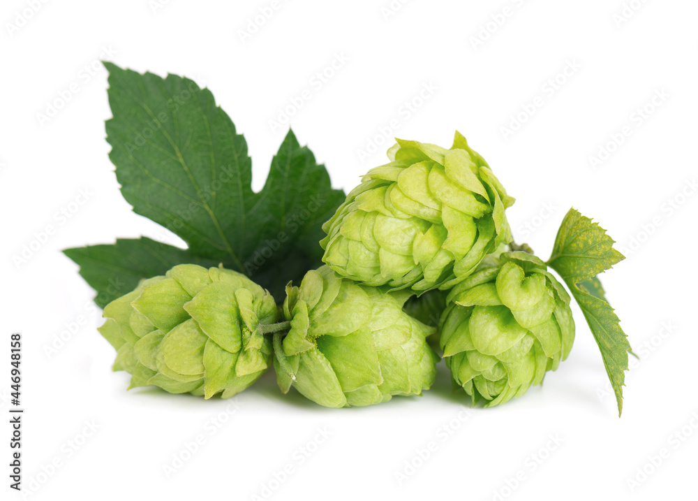 Fresh green hops branch, isolated on a white background. Hop cones with leaf. Organic Hop Flowers. Close up. Fresh green hops branch, isolated on a white background. Hop cones with leaf. Organic Hop Flowers. Close up.