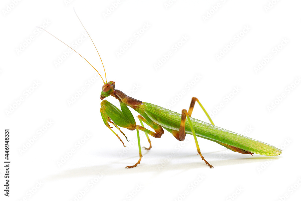 praying mantis close-up, cut out on a white background, macro photography studio shot praying mantis close-up, cut out on a white background, macro photography studio shot