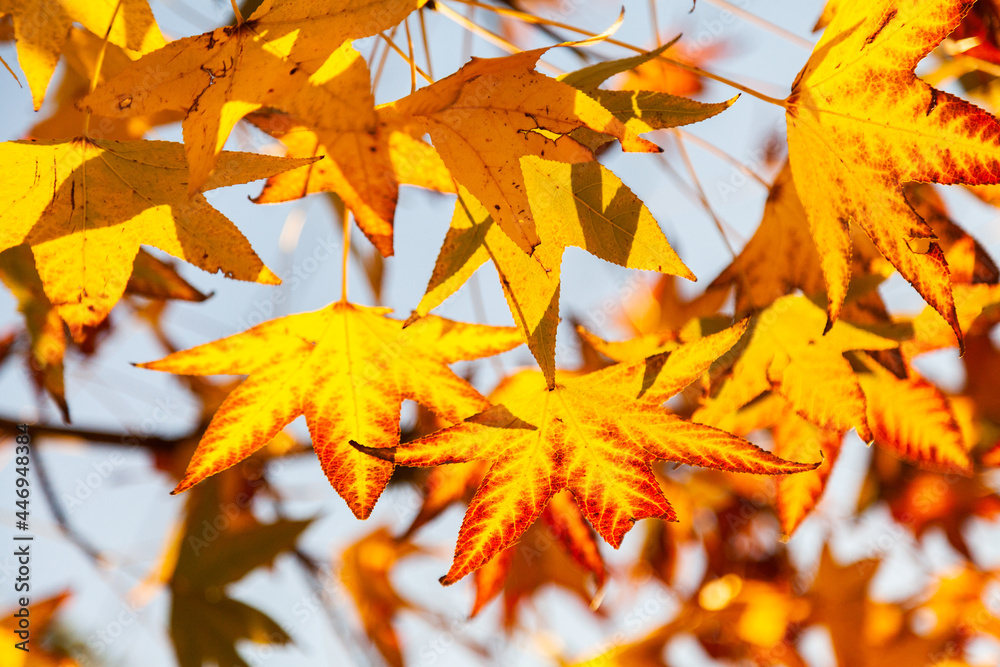Golden yellow autumn leaves on deciduous tree Golden yellow autumn leaves on deciduous tree