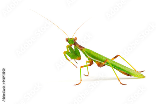 praying mantis close-up, cut out on a white background, macro photography studio shot