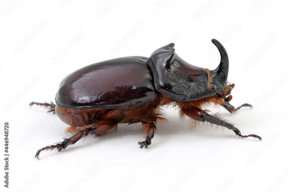 Rhinoceros Beetle close-up, cut out on a white background, macro photography studio shot, side view and copy space Rhinoceros Beetle close-up, cut out on a white background, macro photography studio shot, side view and copy space