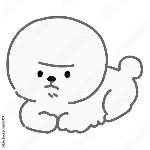 座るビションフリーゼ　白色