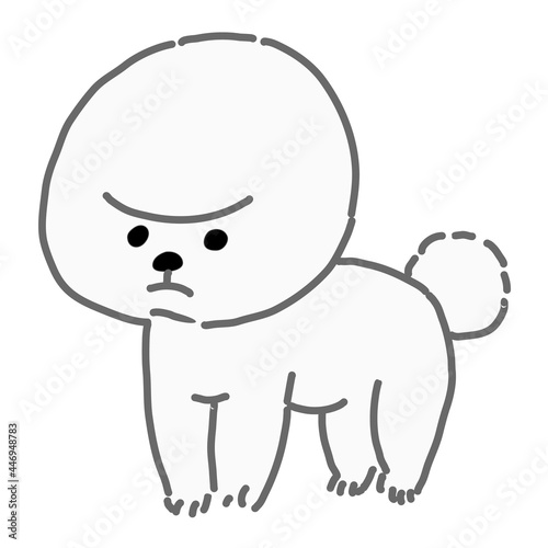 ビションフリーゼ　白色