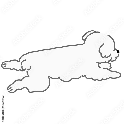 寝そべるプードル　白色