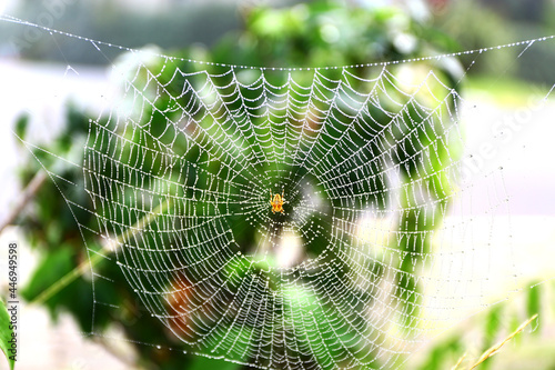 Common garden spider built net. Wet spider web, wet spider net.
