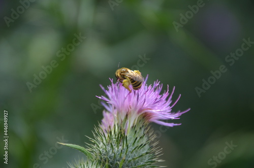 Biene auf Diestel © bierwirm