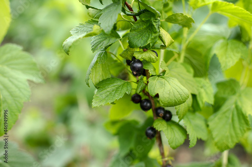 blackberry bush in the garden, black currant bush
