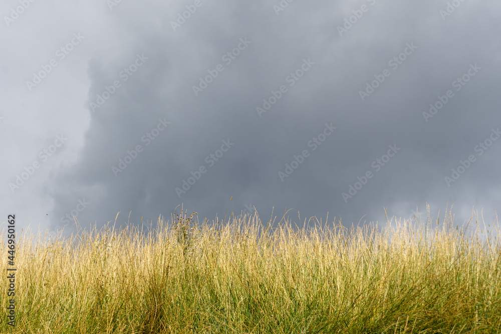 Dry grass against a dramatic gray sky. Copy space.