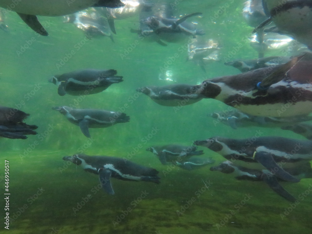 フンボルトペンギン　泳ぐ