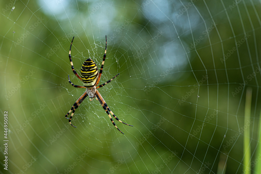 Yellow striped spider outside in green nature in her spider web. Argiope bruennichi also called zebra, tiger, silk ribbon, wasp spider in front of blurred background Yellow striped spider outside in green nature in her spider web. Argiope bruennichi also called zebra, tiger, silk ribbon, wasp spider in front of blurred background