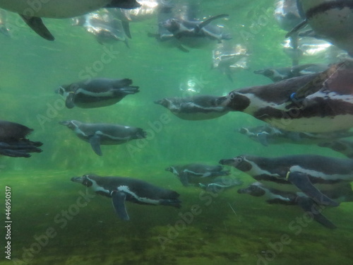 フンボルトペンギン 泳ぐ