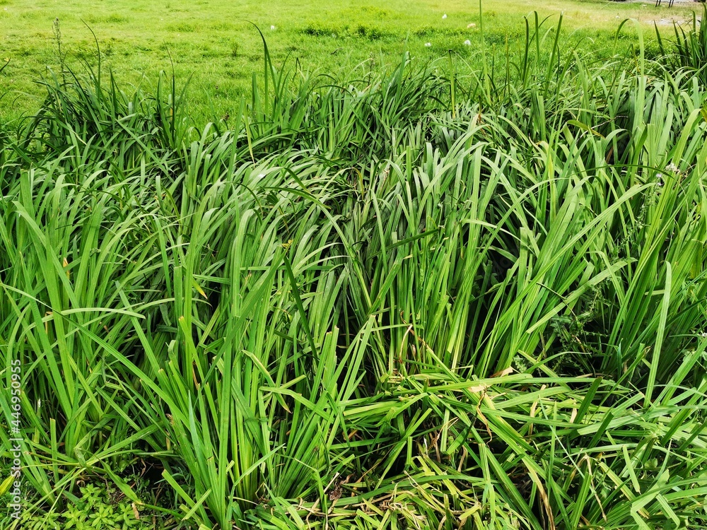 Reeds Reeds
