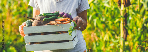 growing organic food female farmer harvesting fresh vegetables from garden, beetroot, carrots, potatoes