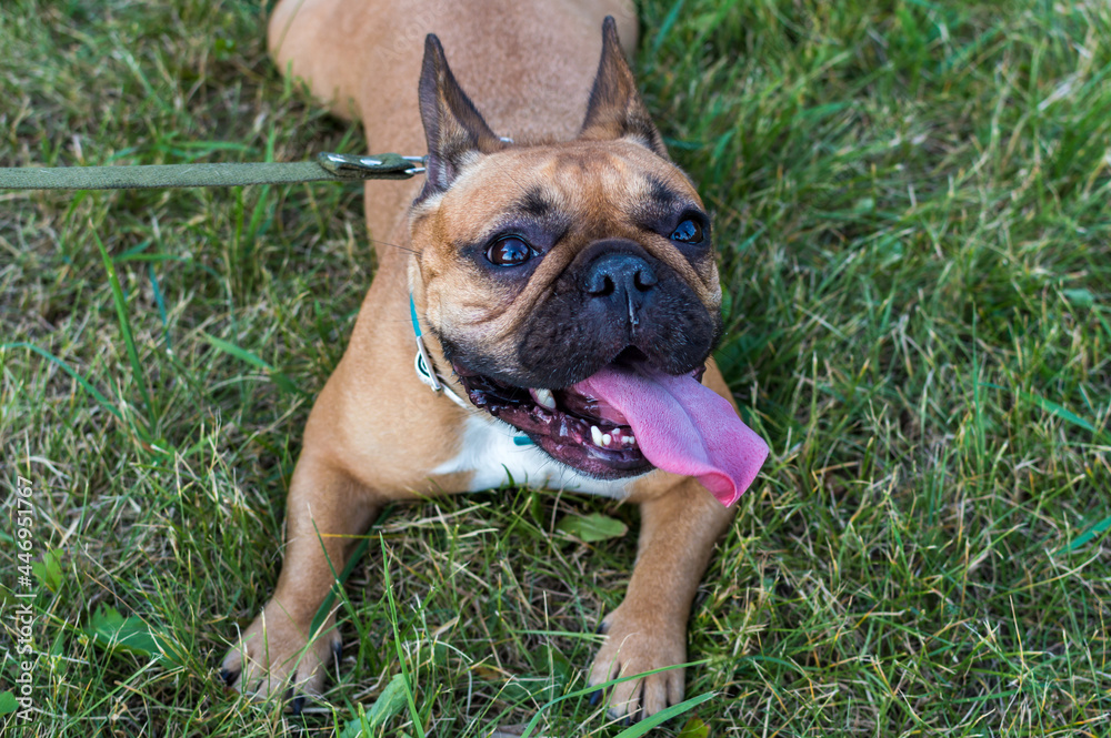 French Bulldog lies on green grass with his tongue out