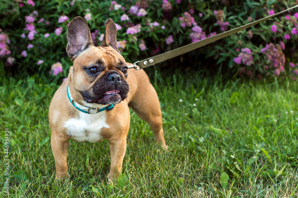 Portrait of a french bulldog on green grass in the park close-up