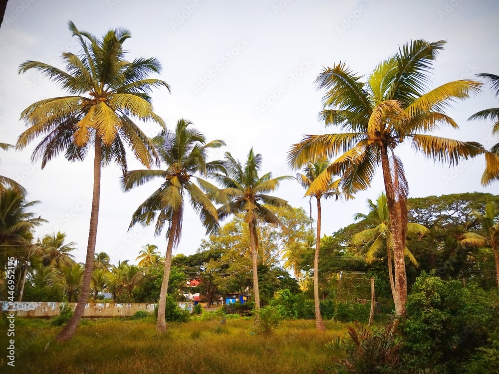 palm trees on village of Kerala