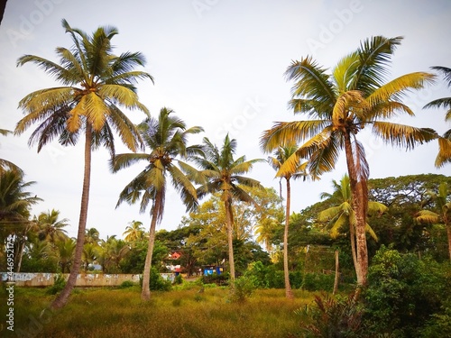 palm trees on village of Kerala © Shibin