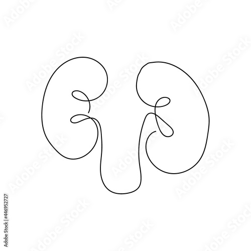 Human kidneys with ureters one line art. Continuous line drawing of human, internal, organs, kidneys, ureters, excretory system. photo