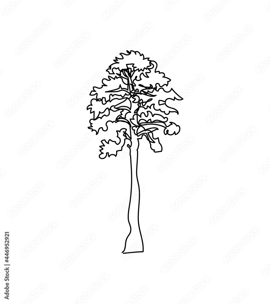 Illustration Showing Shape Of Deciduous Metasequoia Glyptostroboides (dawn  Redwood) Tree With Green Summer Foliage And Bare Winter Branches Metal  Print by Sue Oldfield - Photos.com