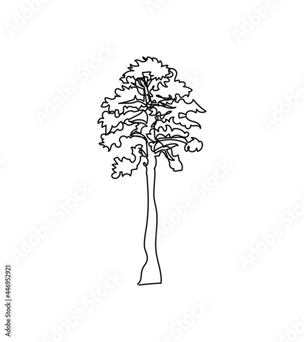 Sequoia, pine tree one line art. Continuous line drawing of plants, herb, tree, wood, pine, coniferous tree, redwood, sequoia, nature, flora.