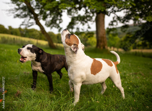 Two little dogs American Stanford playing with each other in the middle of nature with his owner. © Irene Castro Moreno