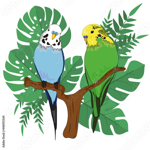 Two budgies are sitting on a branch. One blue parrot, the second green parrot. Tropical leaves in the back