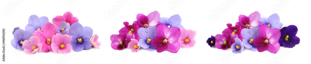 Set with beautiful violet flowers on white background. Banner design