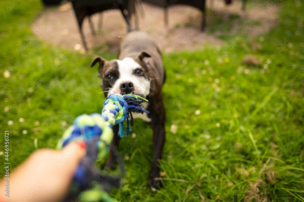 Photo of a cute puppy American Standford playing with dog toy in the park.