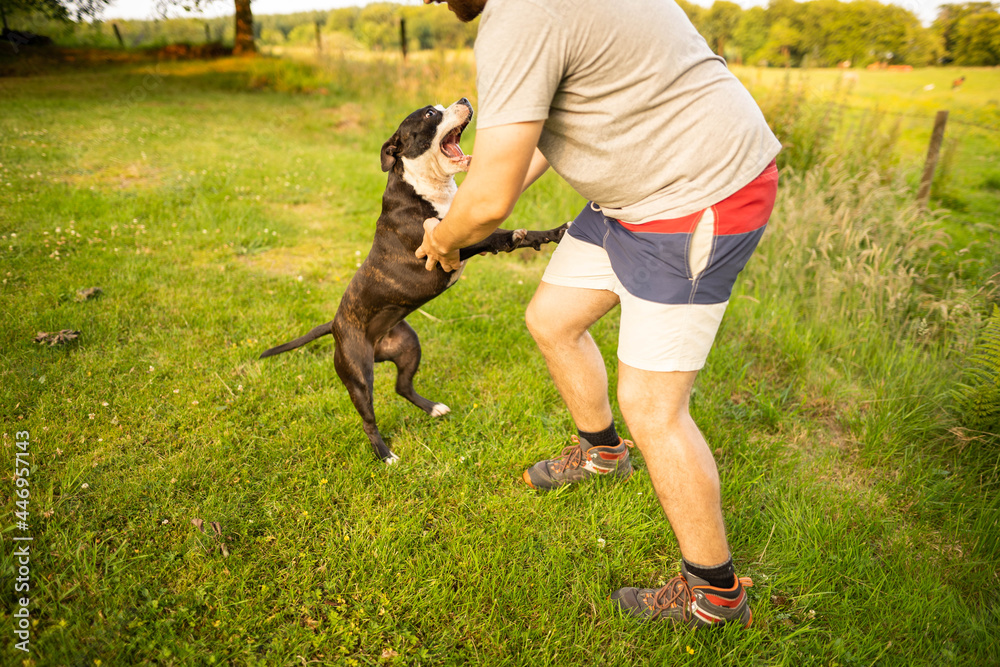 Two little dogs American Stanford playing with each other in the middle of nature with his owner.