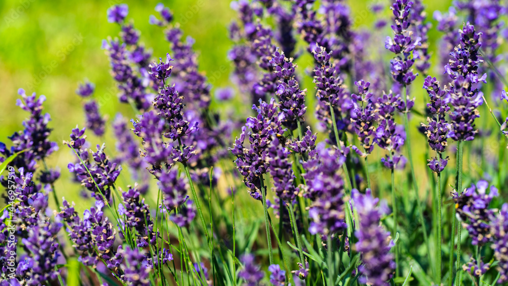 Blooming lavender in the morning Blooming lavender in the morning