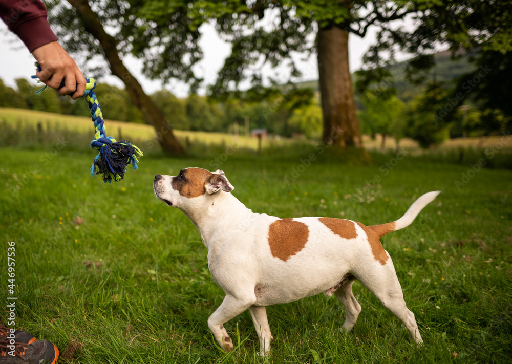 Photo of a cute puppy American Standford playing with dog toy in the park. 