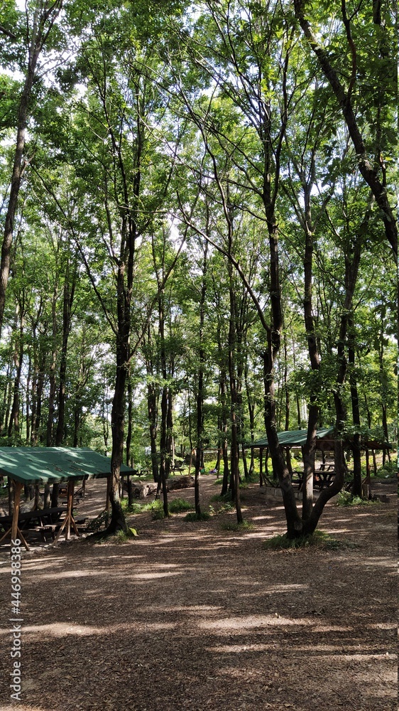 picnic area in the forest