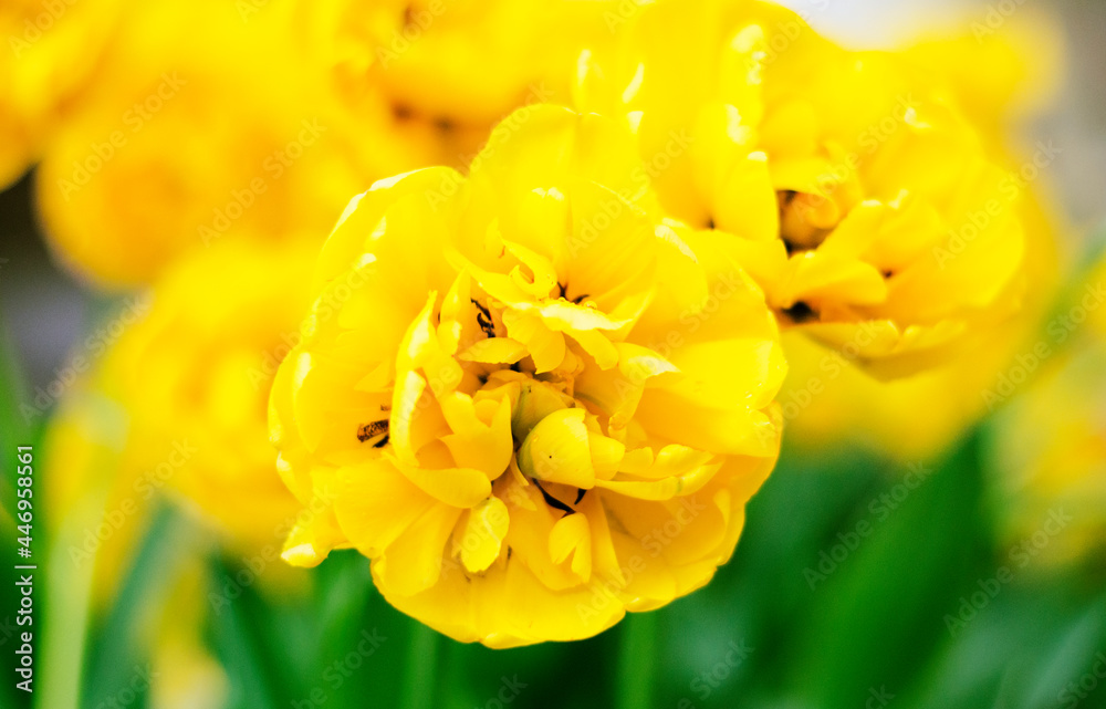 Obraz premium Yellow flowers. Yellow tulips. Beautiful tulips