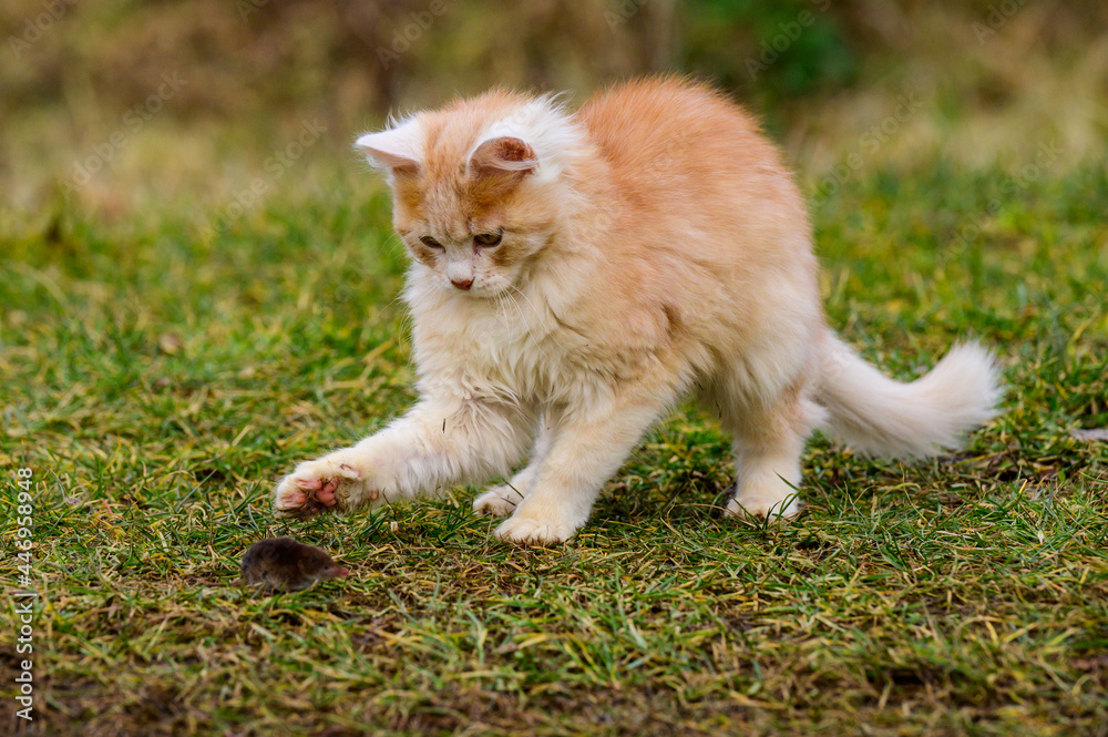A red cat plays with its prey, cat food, mole and cat. A red cat plays with its prey, cat food, mole and cat.