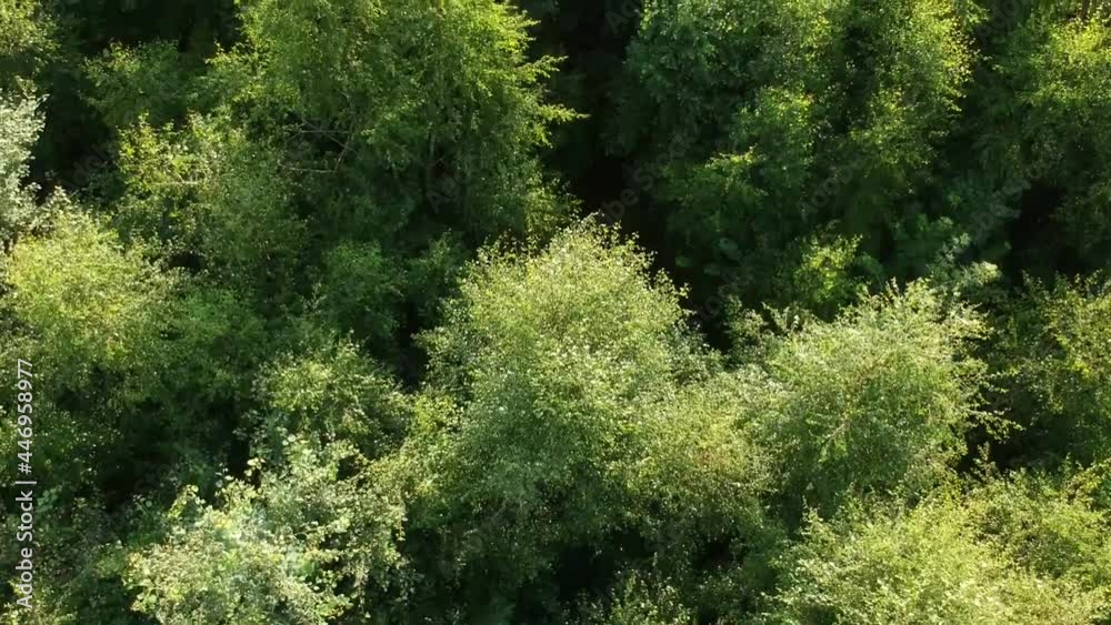 Drone flying over tree tops of a green forest on a sunny summer morning Drone flying over tree tops of a green forest on a sunny summer morning