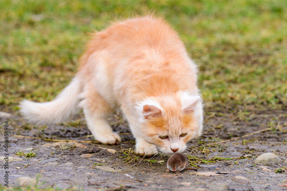 Frightened mole and red cat, a cat playing with its prey on the grass, a natural instinct of a cat.